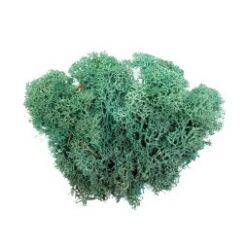 Мох ягель стабілізований