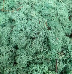 Мох ягель стабілізований Бірюза