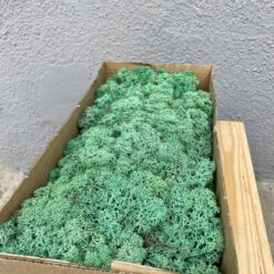 Мох ягель стабілізований Бірюза