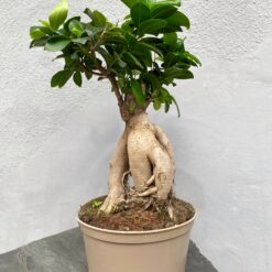 Бонсай Фикус Гинсенг Микрокарпа