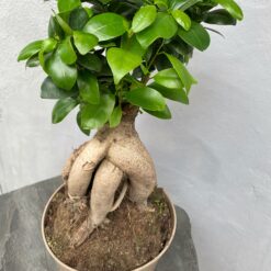 Бонсай Фикус Гинсенг Микрокарпа