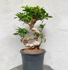 Бонсай Фикус Гинсенг Микрокарпа