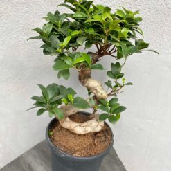 Бонсай Фикус Гинсенг Микрокарпа