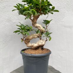 Бонсай Фикус Гинсенг Микрокарпа