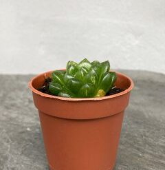 Хавортія ладьєвидна