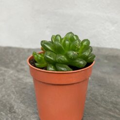 Хавортія ладьєвидна