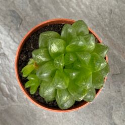 Хавортія ладьєвидна