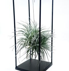 Тиландсія мікс 2 з підставкою