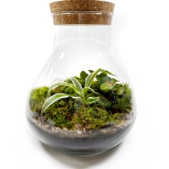 Закрытый флорариум с влаголюбивыми растениями