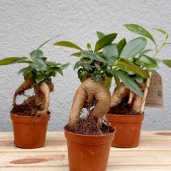 Бонсай Фікус Гінсенг Мікрокарпа