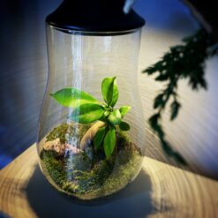 Бонсай в колбі з підсвіткою