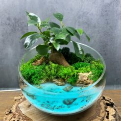 живий бонсай, композиція з живими рослинами, подарунок на день народження, 8 березня, 14 лютого, декор, інтер'єр