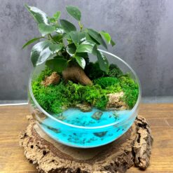 живий бонсай, композиція з живими рослинами, подарунок на день народження, 8 березня, 14 лютого, декор, інтер'єр