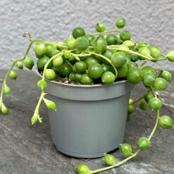 Хрестовик Роулі (Senecio rowleyanus)