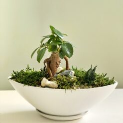 Композиція з бонсай та стабілізованим мохом
