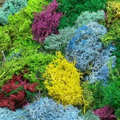 Стабілізований мох ягель мікс