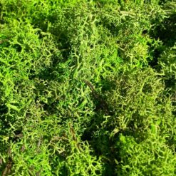 Стабілізований мох ягель, обрізки, 300 г