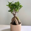 Фікус Гінсенг Мікрокарпа Ficus Ginseng Microcarpa