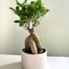 Фікус Гінсенг Мікрокарпа Ficus Ginseng Microcarpa