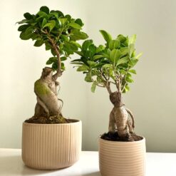 Фікус Гінсенг Мікрокарпа Ficus Ginseng Microcarpa