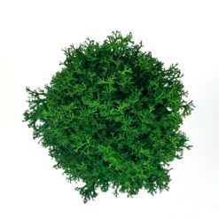 Кашпо Дівчина з віночком з зеленим стабілізованим мохом