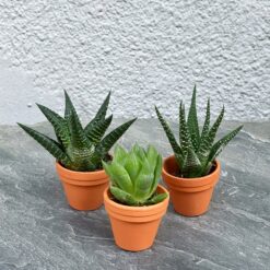 Набір сукулентів міні
