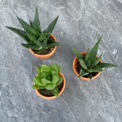 Набір сукулентів міні