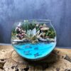 Флораріум із сукулентами Підводний світ