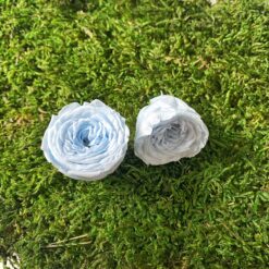 Троянда стабілізована - колір Блакитний