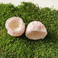 Троянда стабілізована піоновидна - колір Персик