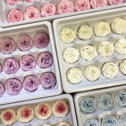 Троянда стабілізована - колір Білий 17