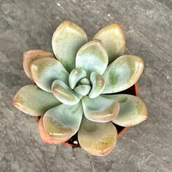 ехіверія, сукулент, подарунок, квіти