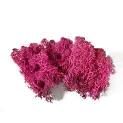 мох, декор для флораріума, декор, рослини