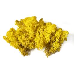 мох, декор для флораріума, декор, рослини