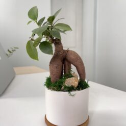 бонсай мініатюрне дерево, мініатюрне дерево бонсай, бонсай для дому, маленький бонсай, керамічний горщик для бонсай, бонсай у білому горщику, зелене дерево для інтер'єру, догляд за бонсаєм, декоративний бонсай для офісу, кімнатна рослина бонсай, горщик з деревом, бонсай на дерев'яній підставці,бонсай миниатюрное дерево, миниатюрное дерево бонсай, бонсай для дома, маленький бонсай, керамический горшок для бонсай, бонсай в белом горшке, зеленое дерево для интерьера, уход за бонсаем, декоративный бонсай для офиса, комнатное растение бонсай, горшок с деревом, бонсай на деревянной подставке