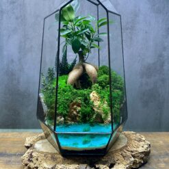 бонсай, фікус, декор, подарунок коханій людині, подарунок керівнику, живі дерева, стиль, рослини