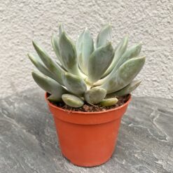 сукулент Пахіфітум Драко, Pachyphytum Draco горшкові рослини, сукуленти для інтер'єру, кімнатні рослини у горщику, догляд за сукулентами, рослини для кашпо, Пахіфітум для дому, декоративні сукуленти, рослини для декору, міні-рослини для інтер'єру, сукулент для горщика, рослини для озеленення, Пахіфітум Драко для тераріуму, сукуленти з товстими листками,суккулент Пахифитум Драко, Pachyphytum Draco горшечные растения, суккуленты для интерьера, комнатные растения в горшке, уход за суккулентами, растения для кашпо, Пахифитум для дома, декоративные суккуленты, растения для декора, мини-растения для интерьера, суккулент для горшка, растения для озеленения, Пахифитум Драко для террариума, суккуленты с толстыми листьями