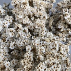 стабілізована статиця, кремова статиця, стабілізована статиця, декор стабілізованими квітами, букет статиці, кремова стабілізована статиця, стабілізовані квіти для декору, стабілізована флористика, стабілізовані рослини, статиця для декору, стабілізована статиця купити, букет кермек, стабілізовані квіти кремові, кремова статиця для декору, стабілізовані квіти купити, стабілізований букет, стабілізована флора, стабілізовані квіти для інтер'єру, стабилизированная статица, кремовая статица, стабилизированная статица, декор стабилизированными цветами, букет статицы, кремовая стабилизированная статица, стабилизированные цветы для декора, стабилизированная флористика, стабилизированные растения, статица для декора, стабилизированная статица купить, букет кермек, стабилизированные цветы кремовые, кремовая статица для декора, стабилизированные цветы купить, стабилизированный букет, стабилизированная флора, стабилизированные цветы для интерьера