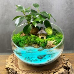 живий бонсай, композиція з живими рослинами, подарунок на день народження, 8 березня, 14 лютого, декор, інтер'єр