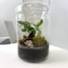 Закритий флораріум з бонсай
