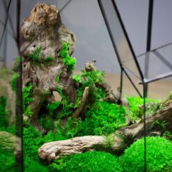 флорариум с подсветкой лесное сияние, декоративный флорариум для интерьера, флорариум стеклянный с мхом и лампой, флорариум для офиса, оригинальный подарок флорариум, композиция с натуральными элементами и светом, флорариум лесное сияние 40х48х29, миниатюрный лес в стекле,

флораріум із підсвіткою лісове сяйво, декоративний флораріум для інтер’єру, флораріум скляний із мохом та лампою, флораріум для офісу, оригінальний подарунок флораріум, композиція з натуральними елементами та світлом, флораріум лісове сяйво 40х48х29, мініатюрний ліс у склі