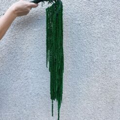 амарант стабилизированный изумрудный, стабилизированный амарант для декора, амарант изумрудный 110 см, стабилизированный амарант для букетов, флористический амарант изумрудный, амарант для украшения интерьера, стабилизированные растения амарант, амарант пучок 5-7 веток, амарант декор композиция, амарант для длительного хранения, стабилизированный амарант для подарка, амарант изумрудный флористика, амарант стабілізований смарагдовий, стабілізований амарант для декору, амарант смарагдовий 110 см, стабілізований амарант для букетів, флористичний амарант смарагдовий, амарант для прикраси інтер'єру, стабілізовані рослини амарант, амарант пучок 5-7 гілок, амарант декор композиція, амарант для тривалого зберігання, стабілізований амарант для подарунка, амарант смарагдовий флористика