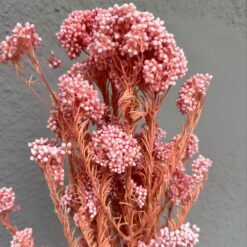 сухоцвет озатамнус розовый, стабилизированные цветы для декора, цветы для интерьера сухоцветы, сухоцвет рисовые цветы декор, стабилизированный сухоцвет для композиций, розовый озатамнус для декора, сухоцветы для украшения дома, сухоцветы стабилизированные для букета, декоративные цветы стабилизированные, сухоцветы для флористических композиций, цветы для декора стабилизированные, озатамнус для рукоделия, сухоцвіт озатамнус рожевий, стабілізовані квіти для декору, квіти для інтер'єру сухоцвіти, сухоцвіт рисові квіти декор, стабілізований сухоцвіт для композицій, рожевий озатамнус для декору, сухоцвіти для прикраси дому, сухоцвіти стабілізовані для букету, декоративні квіти стабілізовані, сухоцвіти для флористичних композицій, квіти для декору стабілізовані, озатамнус для рукоділля