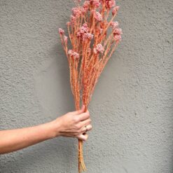 сухоцвет озатамнус розовый, стабилизированные цветы для декора, цветы для интерьера сухоцветы, сухоцвет рисовые цветы декор, стабилизированный сухоцвет для композиций, розовый озатамнус для декора, сухоцветы для украшения дома, сухоцветы стабилизированные для букета, декоративные цветы стабилизированные, сухоцветы для флористических композиций, цветы для декора стабилизированные, озатамнус для рукоделия, сухоцвіт озатамнус рожевий, стабілізовані квіти для декору, квіти для інтер'єру сухоцвіти, сухоцвіт рисові квіти декор, стабілізований сухоцвіт для композицій, рожевий озатамнус для декору, сухоцвіти для прикраси дому, сухоцвіти стабілізовані для букету, декоративні квіти стабілізовані, сухоцвіти для флористичних композицій, квіти для декору стабілізовані, озатамнус для рукоділля