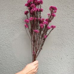 сухоцвет озатамнус малиновый, стабилизированный цветок озатамнус, сухоцветы для декора интерьера, озатамнус для флористики, букет из стабилизированных цветов, декор из сухоцветов, озатамнус для букетов, сухоцветы для свадебного декора, озатамнус малиновый стабилизированный, цветы для интерьерного декора, сухоцветы для композиций, декор стабилизированными цветами, сухоцвіт озатамнус малиновий, стабілізована квітка озатамнус, сухоцвіти для декору інтер'єру, озатамнус для флористики, букет зі стабілізованих квітів, декор із сухоцвітів, озатамнус для букетів, сухоцвіти для весільного декору, озатамнус малиновий стабілізований, квіти для інтер'єрного декору, сухоцвіти для композицій, декор стабілізованими квітами