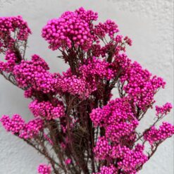 сухоцвет озатамнус малиновый, стабилизированный цветок озатамнус, сухоцветы для декора интерьера, озатамнус для флористики, букет из стабилизированных цветов, декор из сухоцветов, озатамнус для букетов, сухоцветы для свадебного декора, озатамнус малиновый стабилизированный, цветы для интерьерного декора, сухоцветы для композиций, декор стабилизированными цветами, сухоцвіт озатамнус малиновий, стабілізована квітка озатамнус, сухоцвіти для декору інтер'єру, озатамнус для флористики, букет зі стабілізованих квітів, декор із сухоцвітів, озатамнус для букетів, сухоцвіти для весільного декору, озатамнус малиновий стабілізований, квіти для інтер'єрного декору, сухоцвіти для композицій, декор стабілізованими квітами