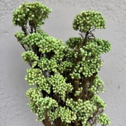 сухоцвет озатамнус зеленый, стабилизированный рисовый цветок зелёный, декор из сухоцветов озатамнус, зелёный сухоцвет для декора, букет из стабилизированных цветов, зелёный стабилизированный озатамнус, сухоцветы для интерьерных композиций, озатамнус зелёный для флористики, декор для дома сухоцветы, озатамнус стабилизированный для букетов, зелёный рисовый цветок декор, стабилизированный озатамнус зелёный, сухоцвіт озатамнус зелений, стабілізована рисова квітка зелена, декор з сухоцвітів озатамнус, зелений сухоцвіт для декору, букет зі стабілізованих квітів, зелений стабілізований озатамнус, сухоцвіти для інтер'єрних композицій, озатамнус зелений для флористики, декор для дому сухоцвіти, озатамнус стабілізований для букетів, зелена рисова квітка декор, стабілізований озатамнус зелений