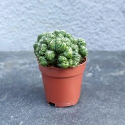 суккулент цереус перуанский, цереус монструозный растение, суккулент для интерьера цереус, кактус цереус перуанский, маленький суккулент 5 см, комнатный кактус цереус, cereus peruvianus monstruosus d5 см, кактус с необычной формой, устойчивый к засухе кактус, мини кактус для декора, суккулент для композиций цереус, цереус монструозный d5 см, сукулент цереус перуанський, цереус монструозний рослина, сукулент для інтер’єру цереус, кактус цереус перуанський, маленький сукулент 5 см, кімнатний кактус цереус, cereus peruvianus monstruosus d5 см, кактус із незвичайною формою, стійкий до посухи кактус, міні кактус для декору, сукулент для композицій цереус, цереус монструозний d5 см