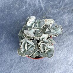 суккулент каланхое ромбовидно-волосистое, каланхое ромбовидно-волосистое D5 см, каланхое ромбовидно-волосистое Kalanchoe rhombopilosa, декоративное каланхое ромбовидно-волосистое, каланхое для кашпо, каланхое в пластиковом горшке, мини-суккулент каланхое ромбовидное 5 см, каланхое ромбовидное растение для интерьера, каланхое ромбовидное для декора, комнатное растение каланхое ромбовидное, каланхое ромбовидное 5 см горшок, декоративное каланхое ромбовидное, сукулент каланхое ромбовидно-волосисте, каланхое ромбовидно-волосисте D5 см, каланхое ромбовидно-волосисте Kalanchoe rhombopilosa, декоративне каланхое ромбовидно-волосисте, каланхое для кашпо, каланхое у пластиковому горщику, міні-сукулент каланхое ромбовидне 5 см, каланхое ромбовидне рослина для інтер’єру, каланхое ромбовидне для декору, кімнатна рослина каланхое ромбовидне, каланхое ромбовидне 5 см горщик, декоративне каланхое ромбовидне