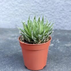 Суккулент Паутинистое алоэ (Aloe arachnoidea) D5 см, Суккулент Павутинисте алое (Aloe arachnoidea) D5 см, паутинистое алоэ для интерьера, алоэ паутинистое в горшке D5, декоративное алоэ паутинистое, алоэ arachnoidea миниатюрное, суккулент алоэ паутинистое с паутинкой, алоэ паутинистое компактное растение, алоэ паутинистое горшок D5 см, алоэ паутинистое для коллекции суккулентов, алоэ паутинистое для кашпо, мини алоэ паутинистое для дома, декоративное алоэ arachnoidea для декора, павутинисте алое для інтер'єру, алое павутинисте в горщику D5, декоративне алое павутинисте, алое arachnoidea мініатюрне, сукулент алое павутинисте з павутинкою, алое павутинисте компактна рослина, алое павутинисте горщик D5 см, алое павутинисте для колекції сукулентів, алое павутинисте для кашпо, міні алое павутинисте для дому, декоративне алое arachnoidea для декору